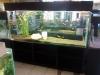 Foto de Decorpez-acuario